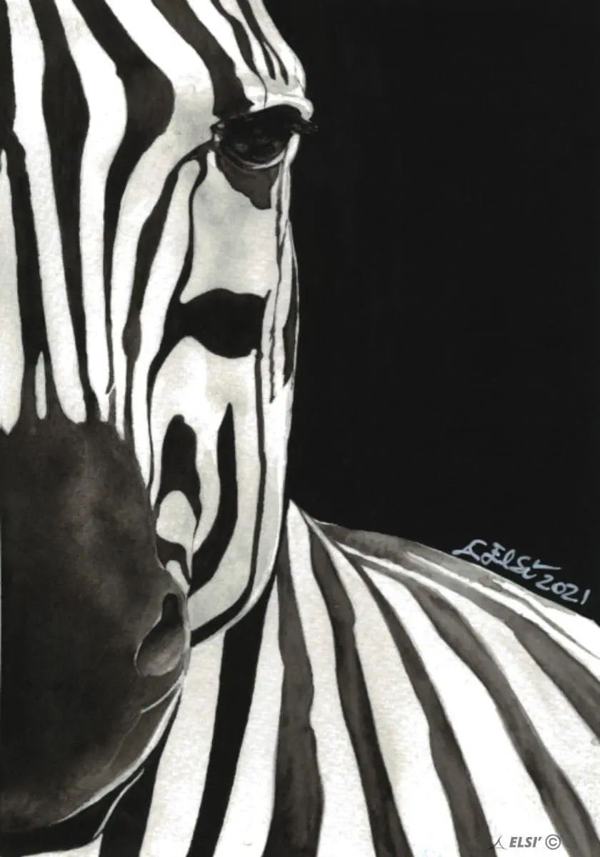 Zebra
